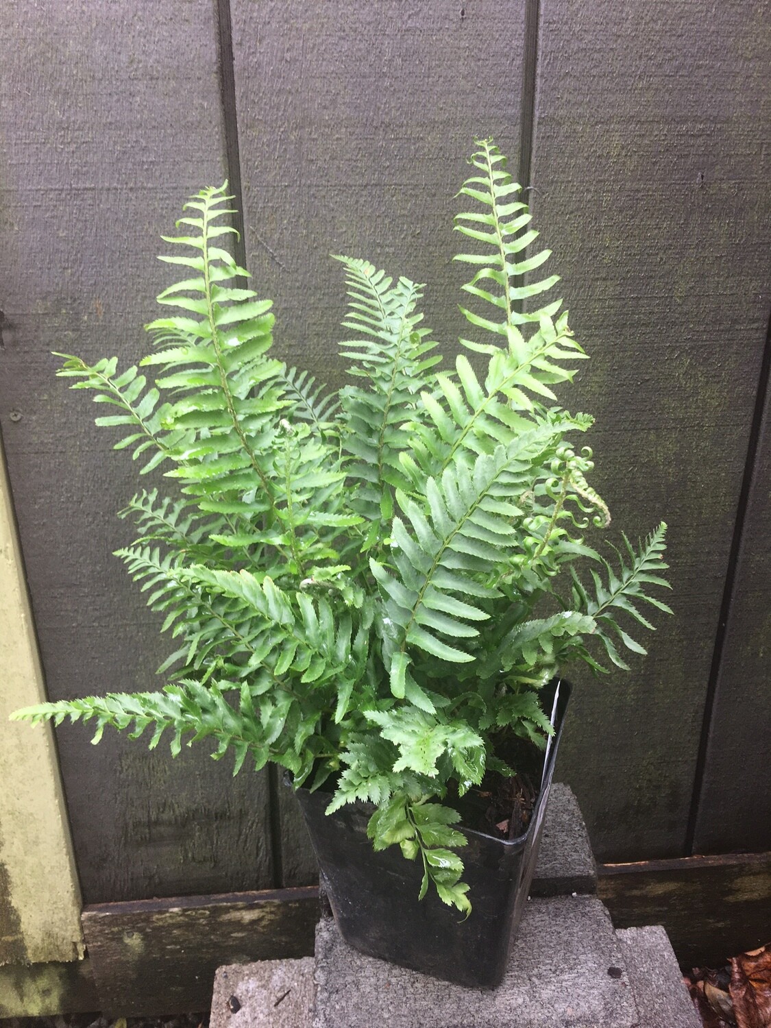 Fern - Western Sword, Polystichum munitum 1gal