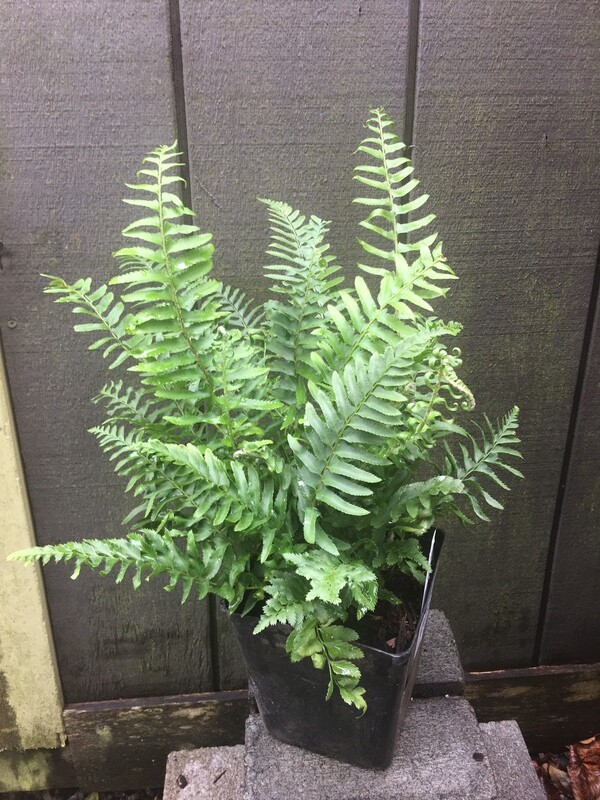 Fern - Western Sword, Polystichum munitum 1gal