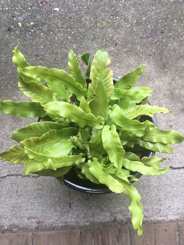 Fern - Hart&#39;s Tongue, Asplenium scolopendrium 1gal