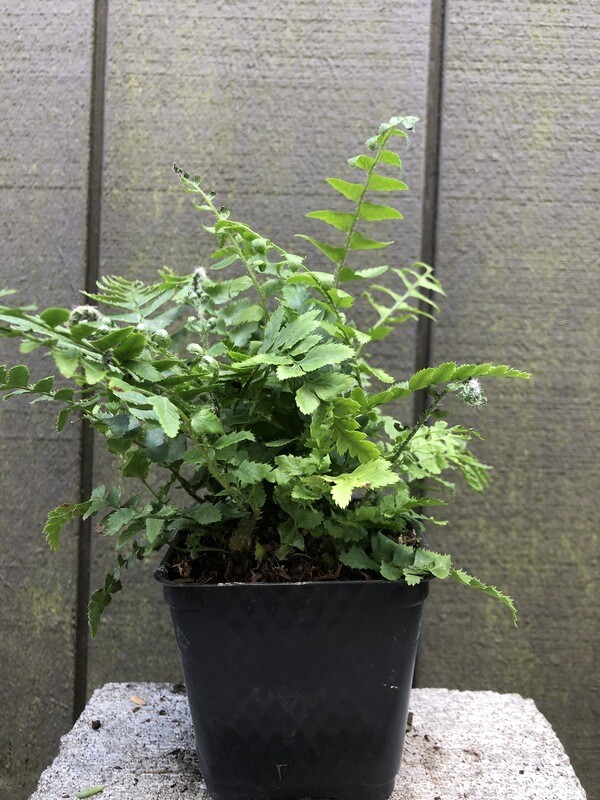 Fern - Western Sword, Polystichum munitum 4&quot;