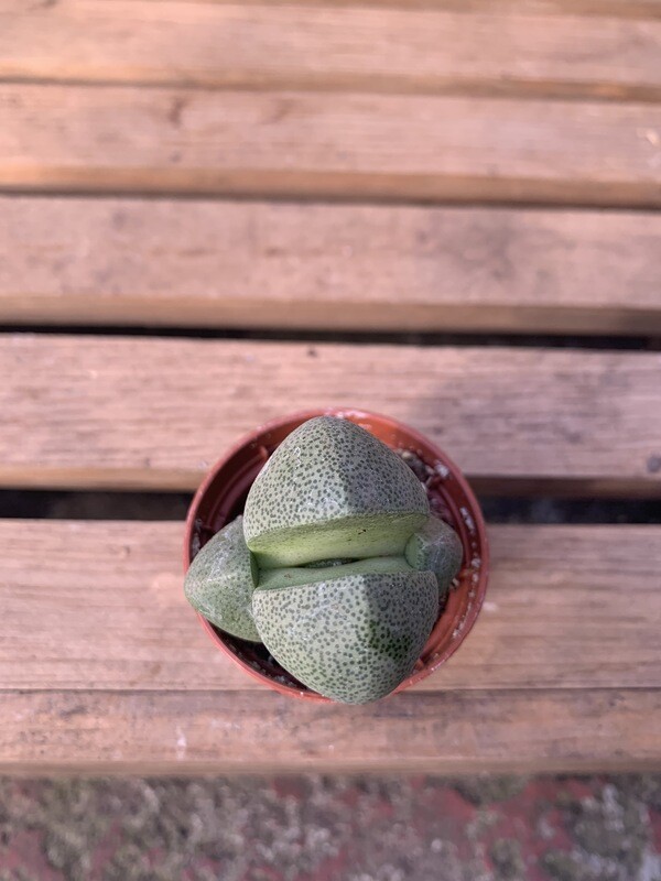 Lithops 2&quot;