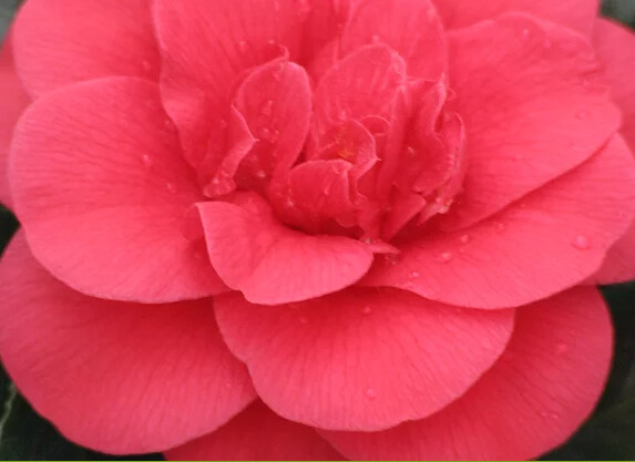 CAMELLIA &#39;ROSEHILL RED&#39; ESPALIERED, 5 Gal