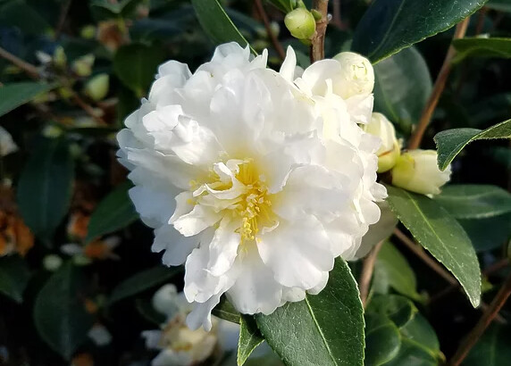 CAMELLIA &#39;BUTTERMINT&#39;, 2 Gal