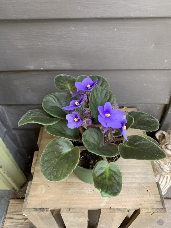 African Violet, Saintpaulia 4&quot;