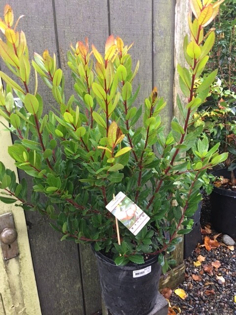 Strawberry Tree, Arbutus unedo Compacta 5 gal