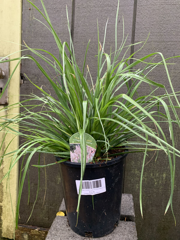 Pampas Grass, Cortaderia selloana &#39;Pink Feather&#39; 1 Gal