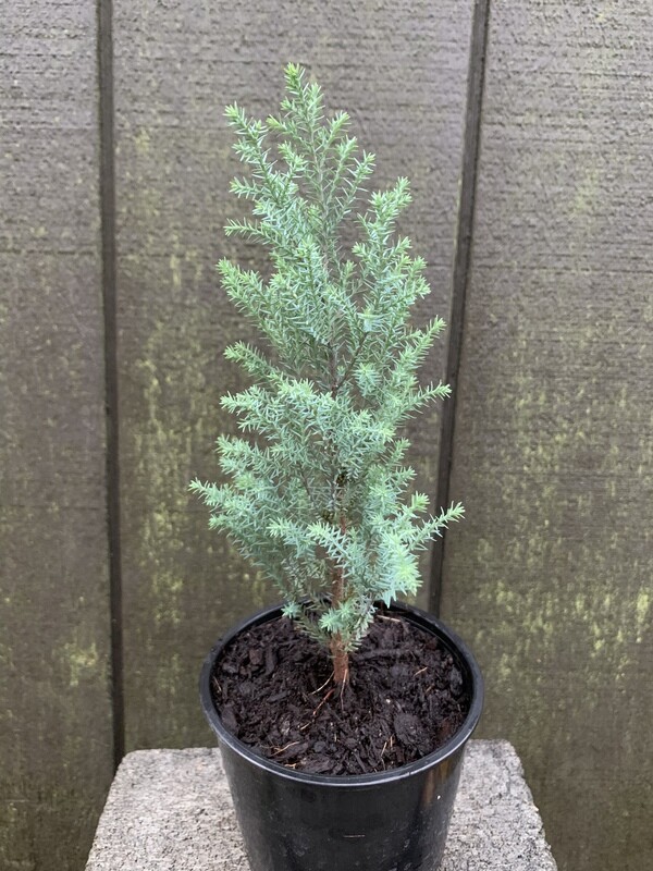 Lawson Cypress, Chamaecyparis lawsoniana &#39;Blue Surprise&#39; 4&quot;