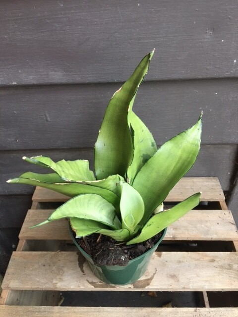 Snake Plant, Sansevieria Assorted 4&quot;