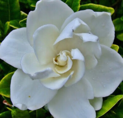 Fragrant Blooms &amp; Foliage