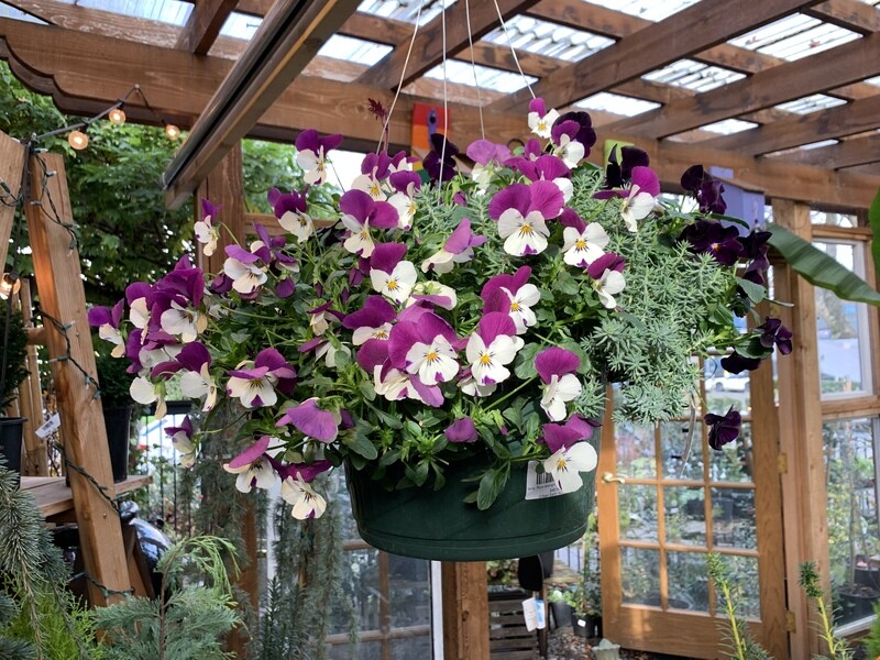 Hardy &#39;Plum Midnight&#39; Hanging Basket 12&quot;