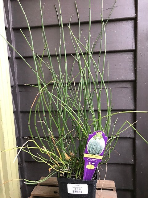 Horsetail, Equisetum hyemale 4.5&quot;