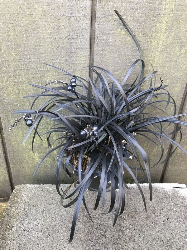 Black Mondo Grass, Ophiopogon planiscapus &#39;Nigrescens&#39; Qt