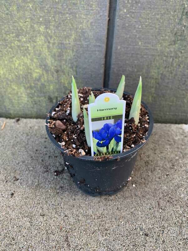 Dwarf Iris, Iris reticulata &#39;Harmony&#39; 4 in