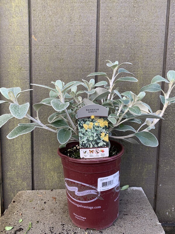 Daisy Bush, Senecio greyii 1gal