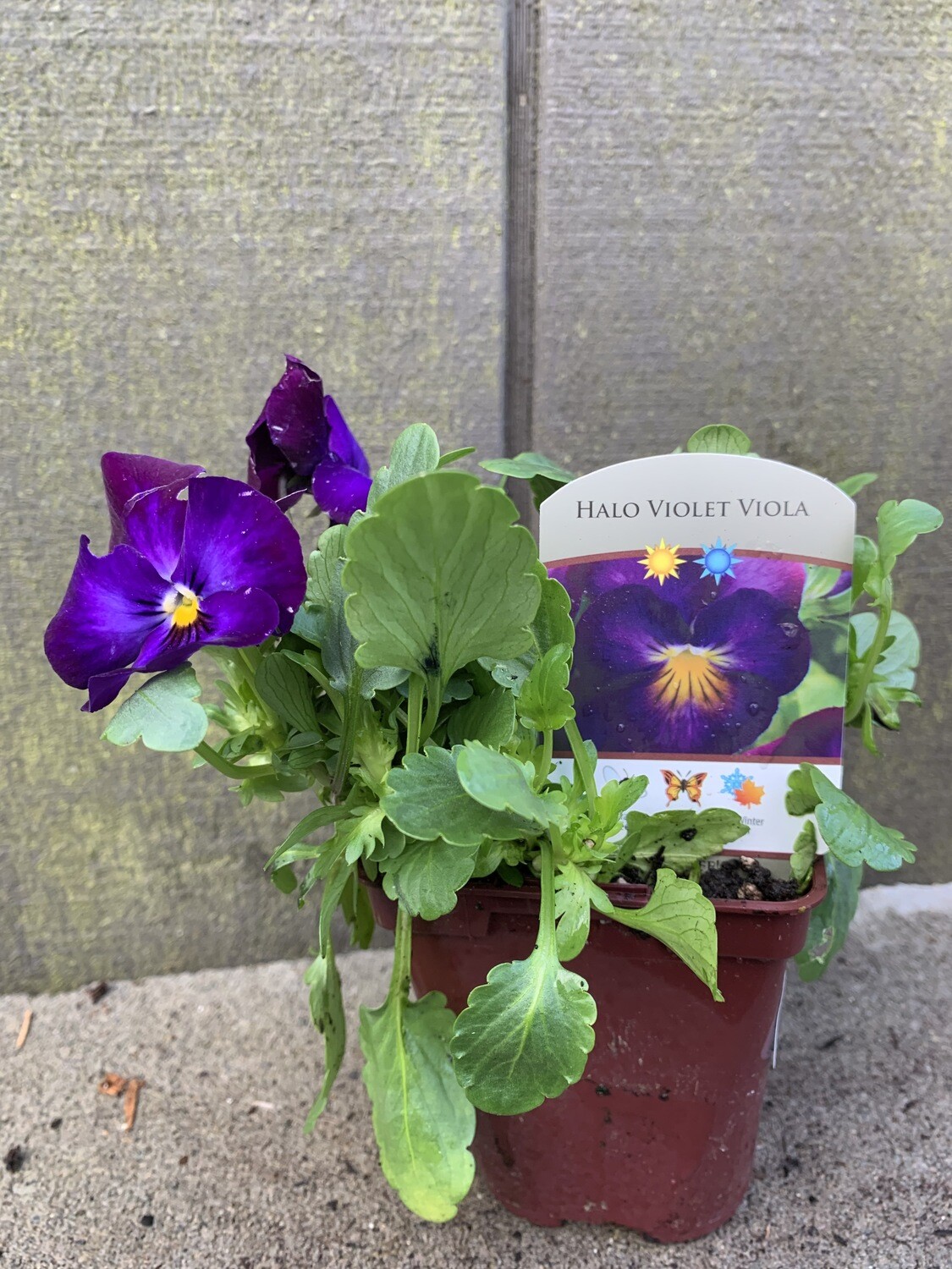 Viola &#39;Halo Violet&#39; 4&quot;