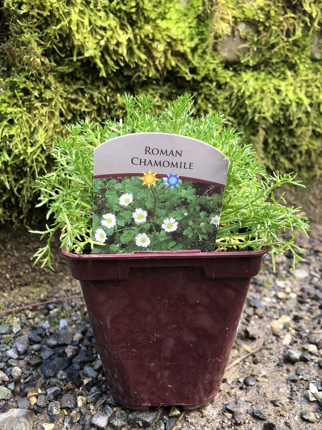 Chamomile &#39;Roman&#39; 4&quot;