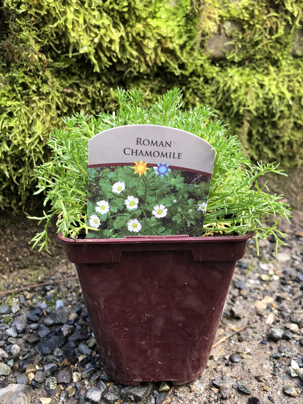 Chamomile &#39;Roman&#39; 4&quot;