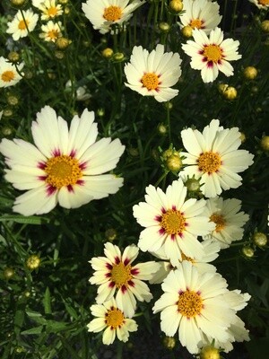Pollinator &amp; Hummingbird Attractors