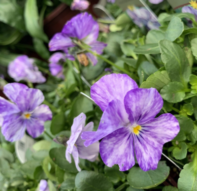 Edible Flowers