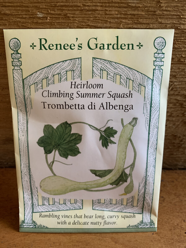 Seeds - Climbing Summer Squash Trombetta