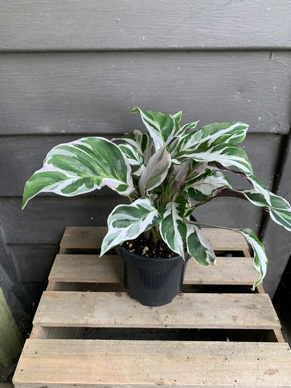 Calathea &#39;White Fusion&#39; 4&quot;