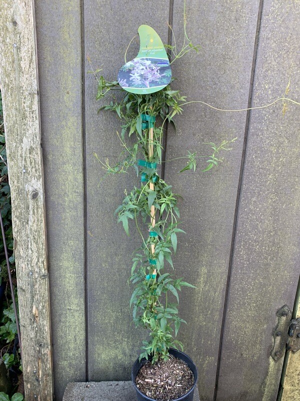 Jasmine - Pink, Jasminum polyanthum 1gal
