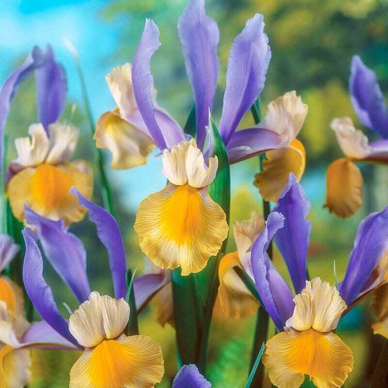 Iris hollandica &#39;Miss Saigon&#39; Quart
