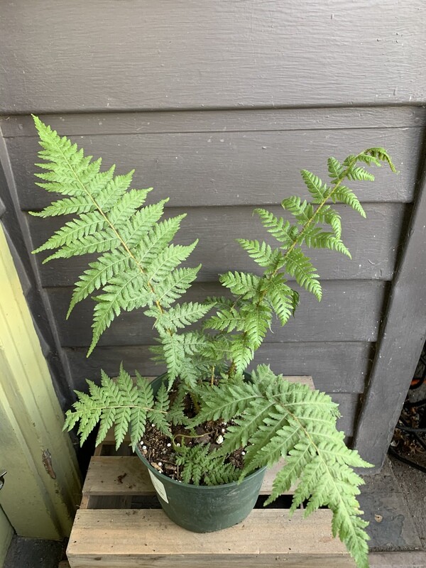 Australian Tree Fern, Cyathea cooperi 6&quot;