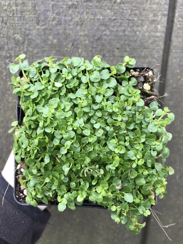 Corsican Mint, Mentha requienii 4&quot;