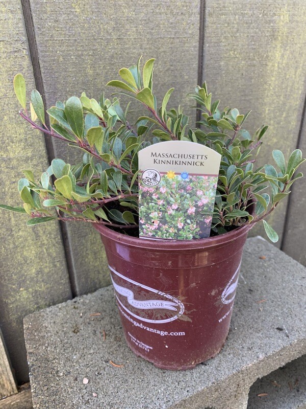 Kinnikinnick, Arctostaphylos uva-ursi &#39;Massachusetts&#39;, 1gal