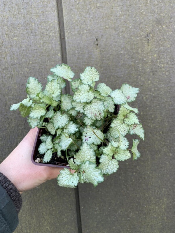 Deadnettle, Lamium maculatum &#39;Red Nancy&#39; 3.5&quot;
