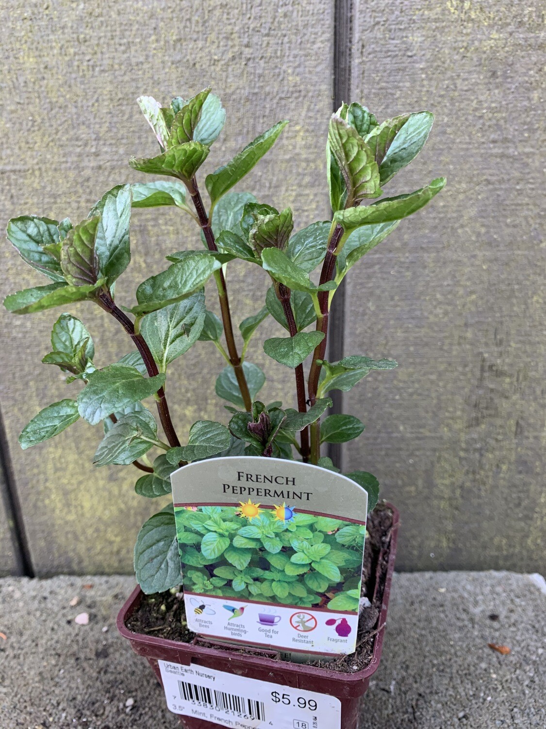 Mint &#39;Peppermint&#39; 4&quot;