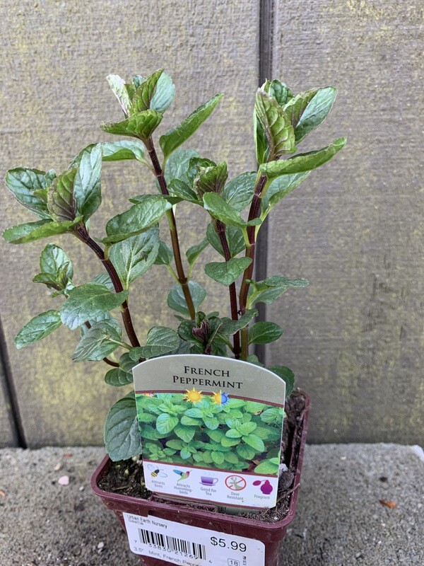 Mint &#39;Peppermint&#39; 4&quot;