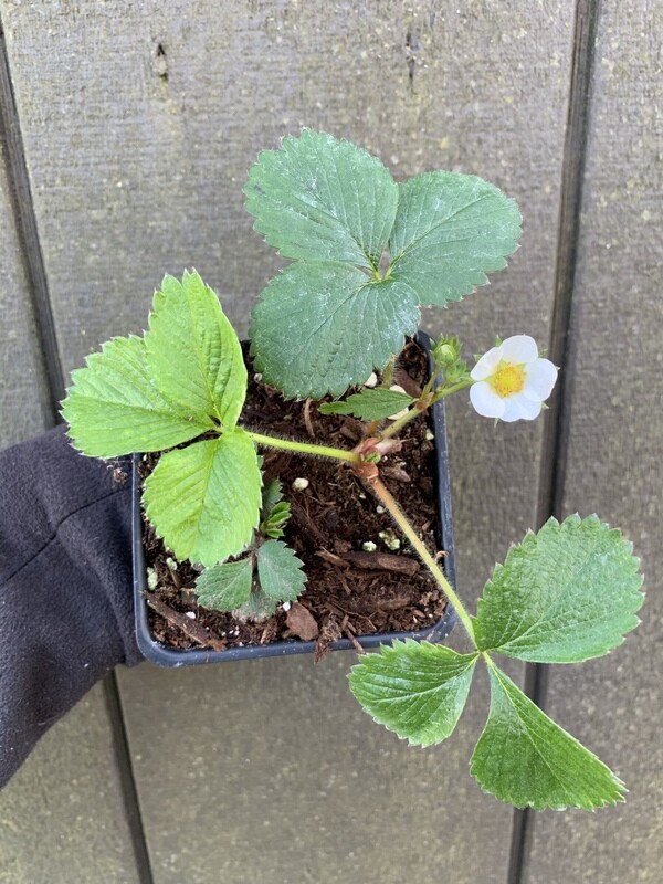 Strawberry - Everbearing, Fragaria &#39;Ozark Beauty&#39; 4&quot;
