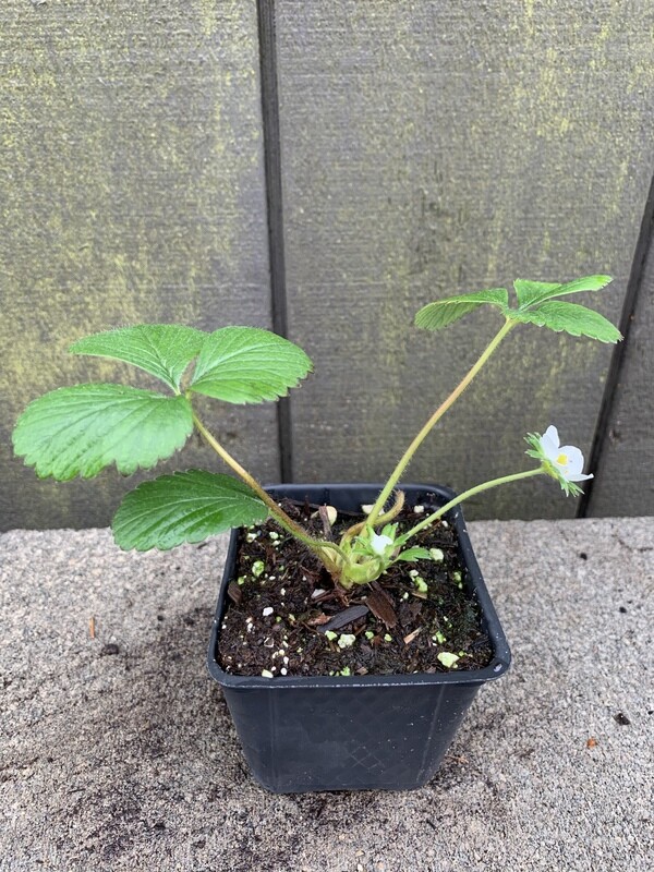 Strawberry - Everbearing, Fragaria &#39;Seascape&#39; 4&quot;