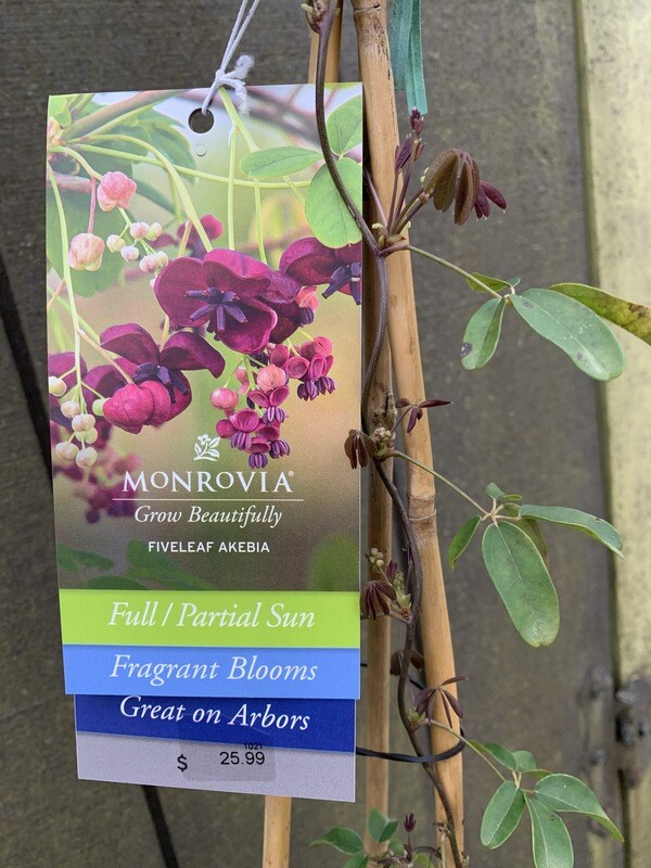 Chocolate Vine, Akebia quinata 1gal