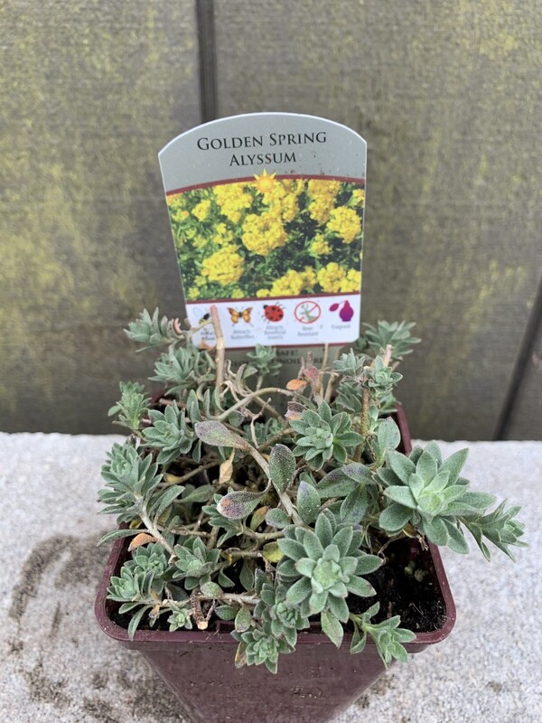 Alyssum wulfenianum &#39;Golden Spring&#39; 4&quot;