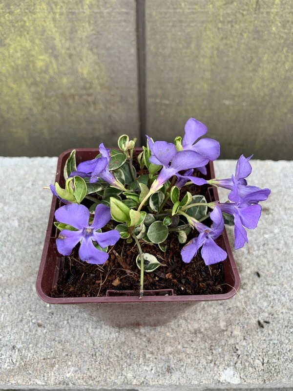 Periwinkle, Vinca minor &#39;Ralph Shugert&#39; 3.5&quot;
