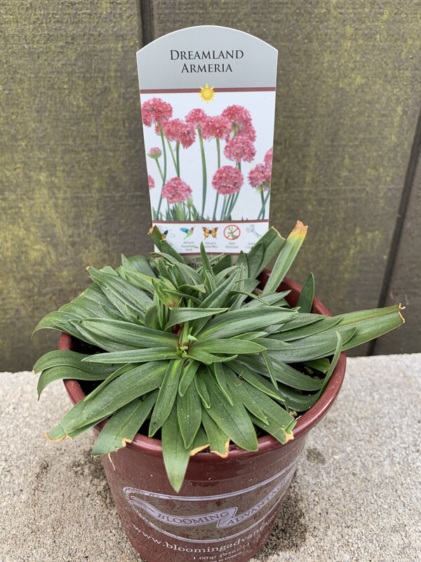 Sea Thrift, Armeria &#39;Dreameria Dreamland&#39; Qt