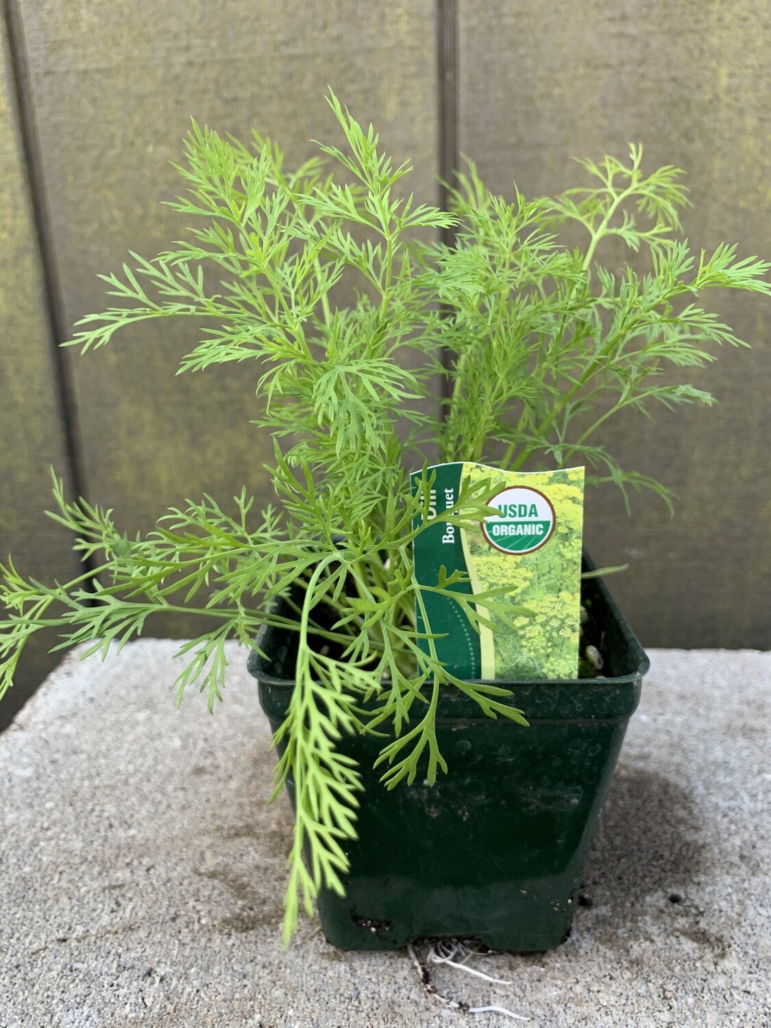 Dill &#39;Bouquet&#39; 4&quot;