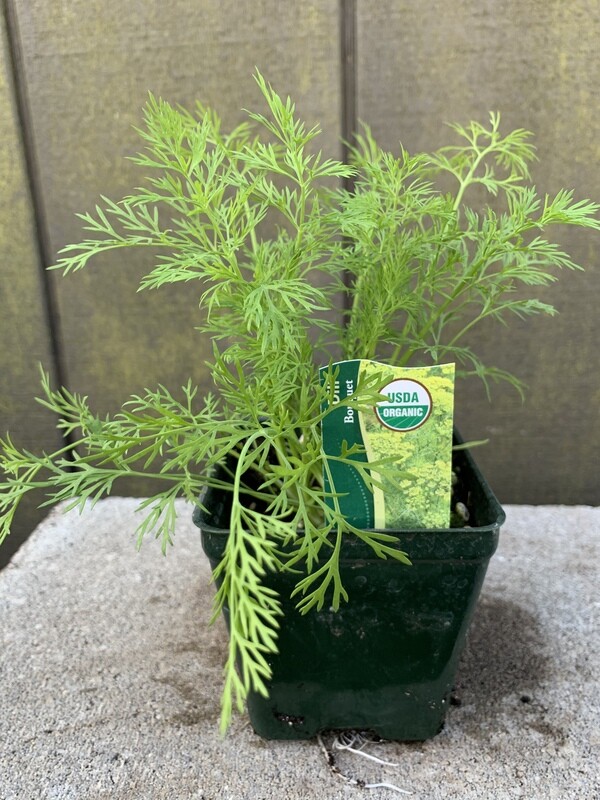 Dill &#39;Bouquet&#39; 4&quot;
