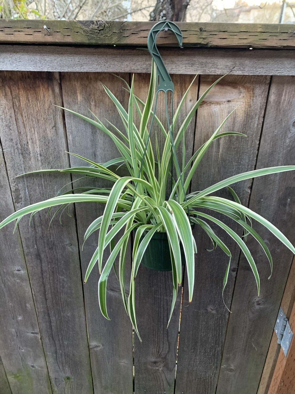 Spider Plant, Chlorophytum comosum 6&quot;