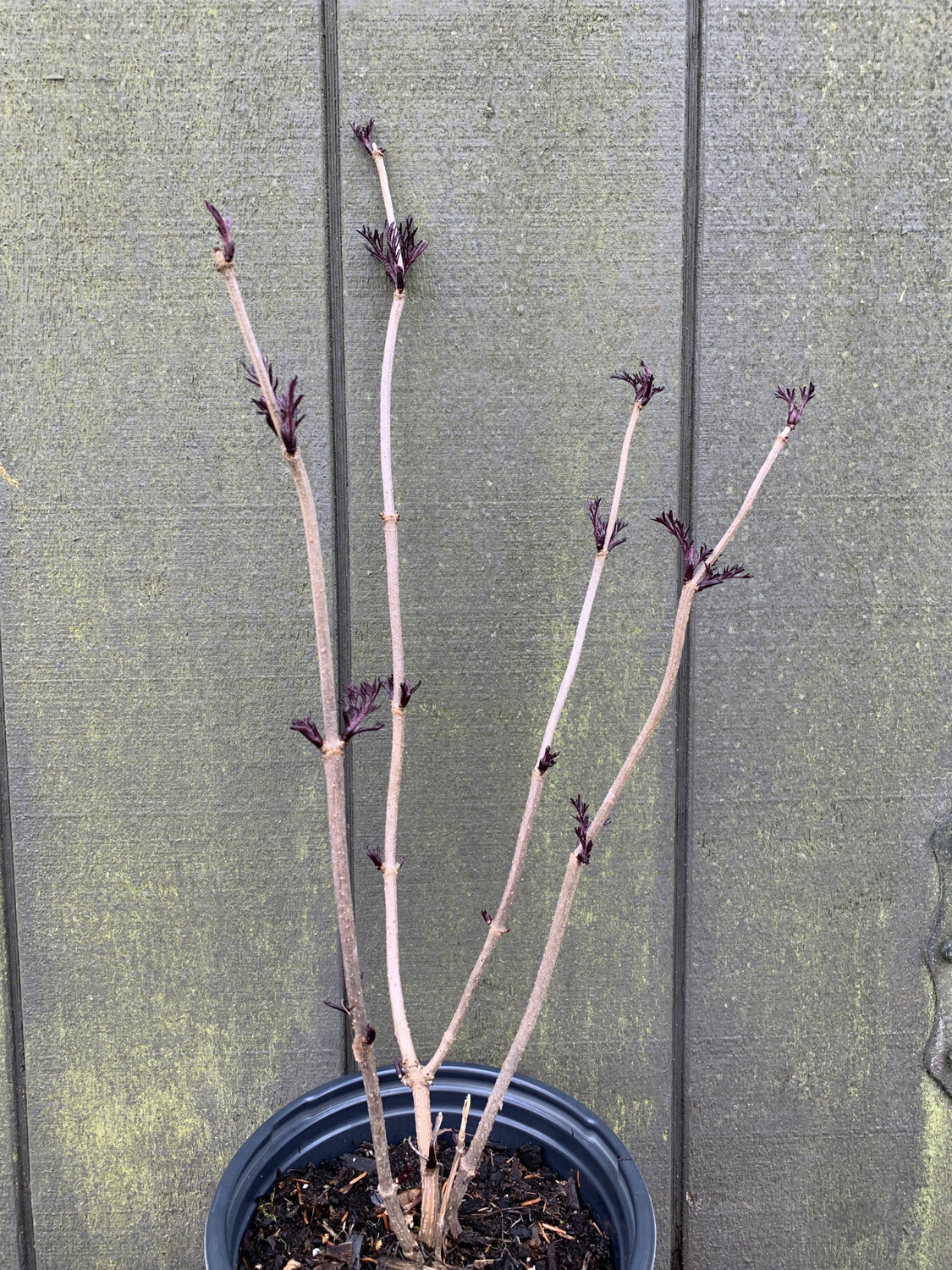Elderberry - Black, Sambucus nigra &#39;Black Lace&#39; 2gal