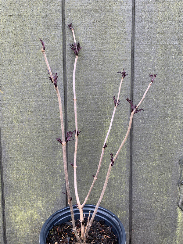 Elderberry - Black, Sambucus nigra &#39;Black Lace&#39; 2gal
