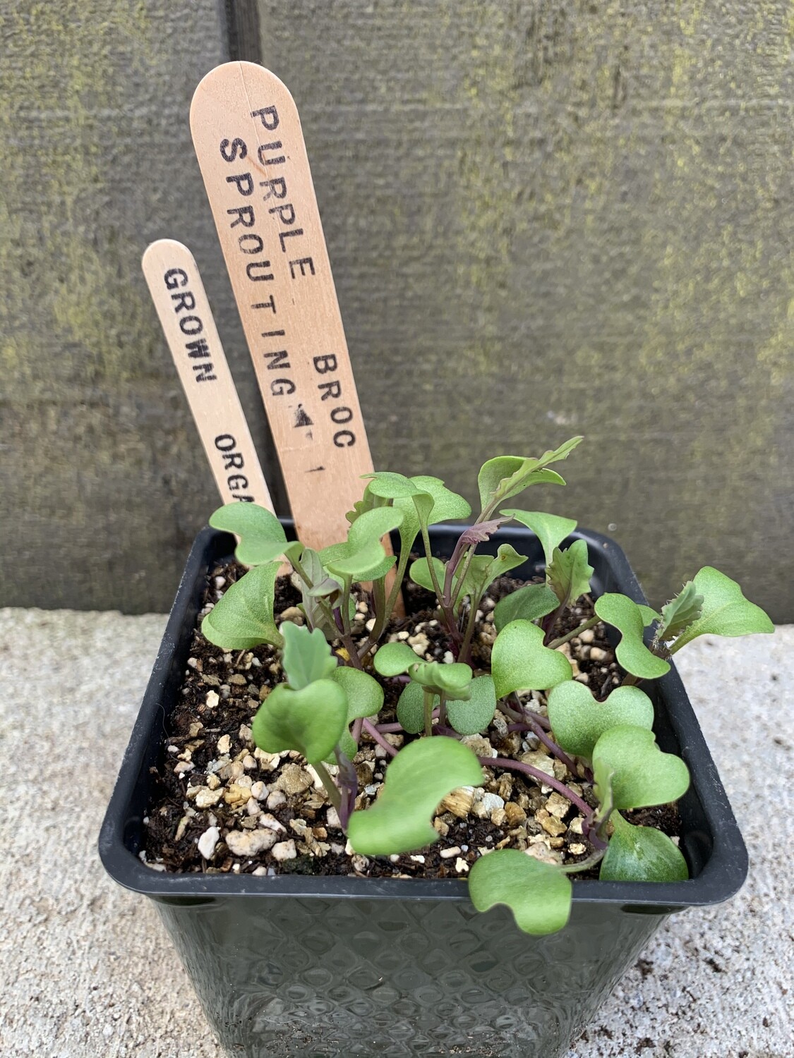 Broccoli &#39;Purple Sprouting&#39; 4&quot;
