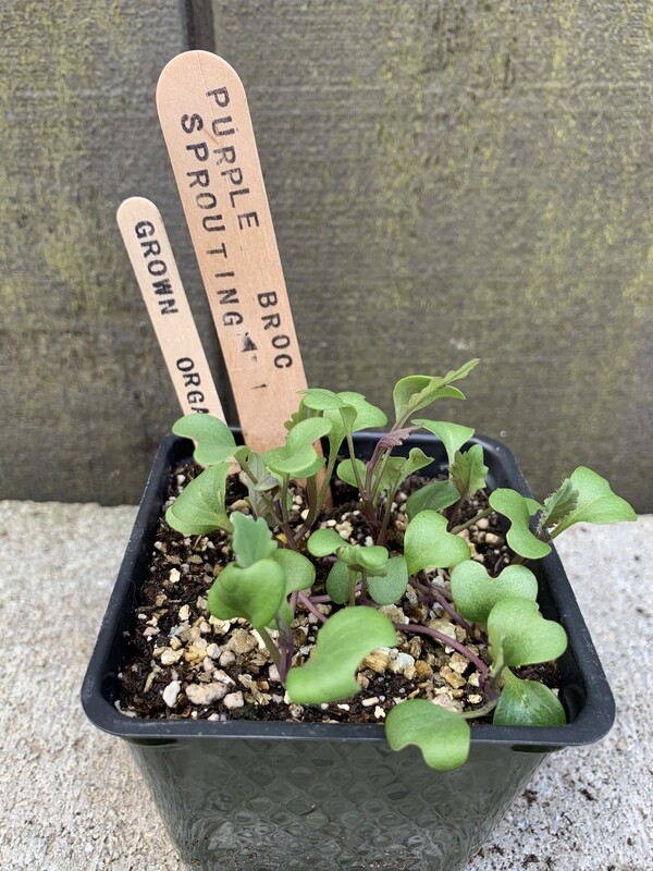 Broccoli &#39;Purple Sprouting&#39; 4&quot;