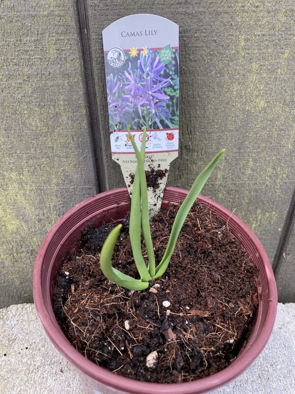 Camas Lily, Camassia quamash 1gal