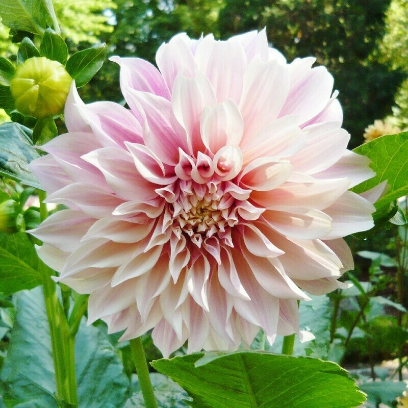 Dahlia &#39;Cafe Au Lait&#39; Tuber