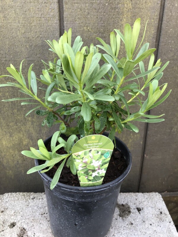 Daphne &#39;Eternal Fragrance&#39; 1gal