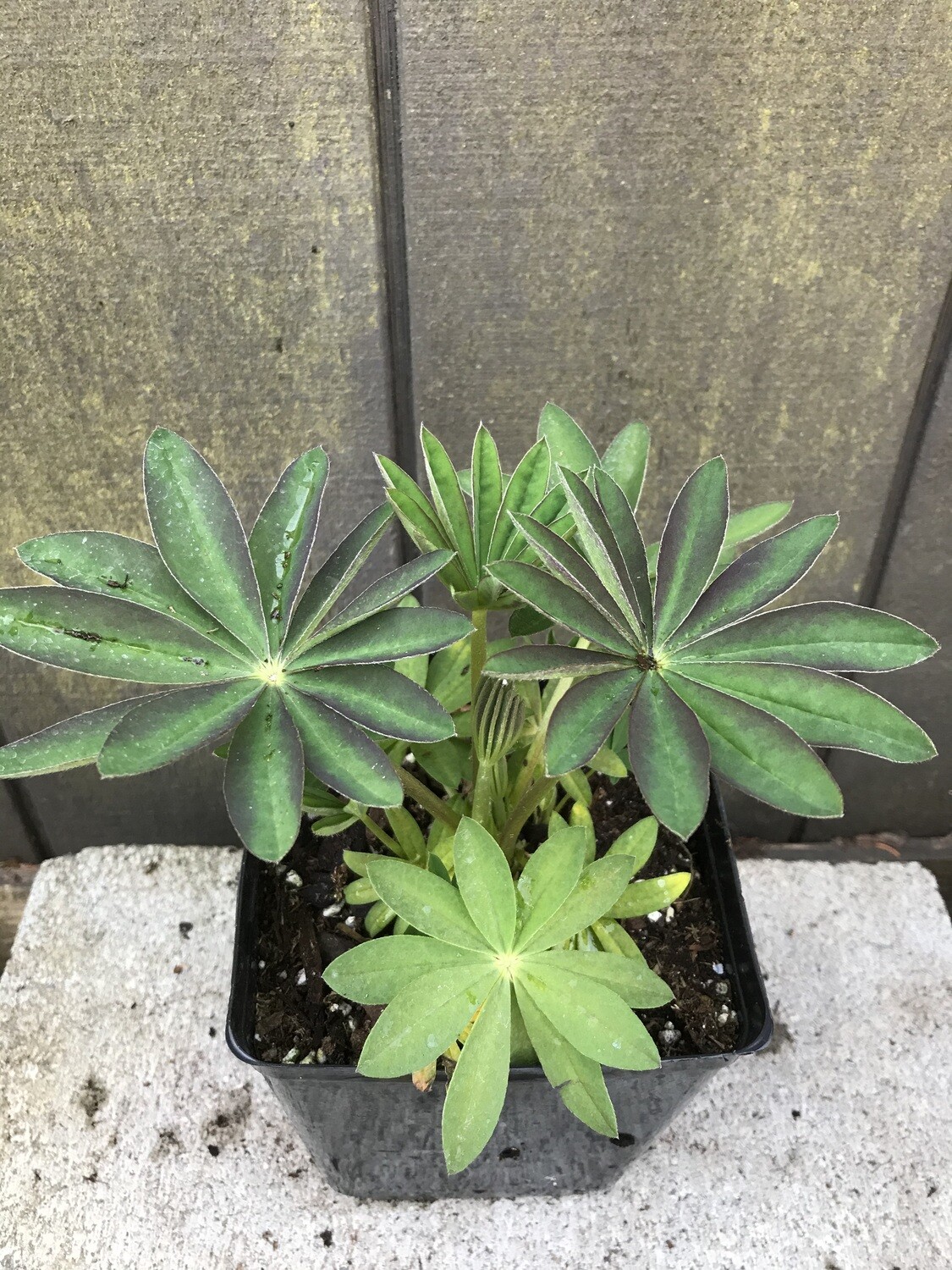 Lupine, Lupinus &#39;Westcountry Terracotta&#39; 1gal